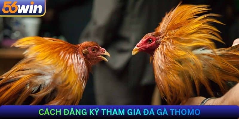 Cách đăng ký tham gia Đá gà Thomo