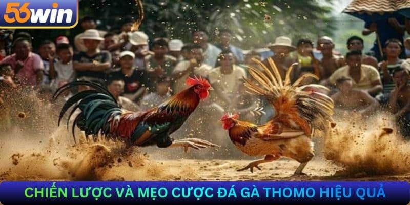 Chiến lược và mẹo cược Đá gà Thomo hiệu quả