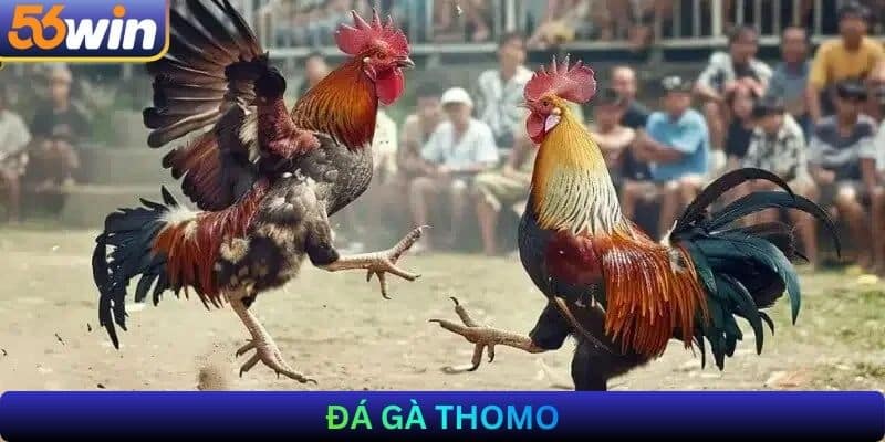 Đá gà Thomo