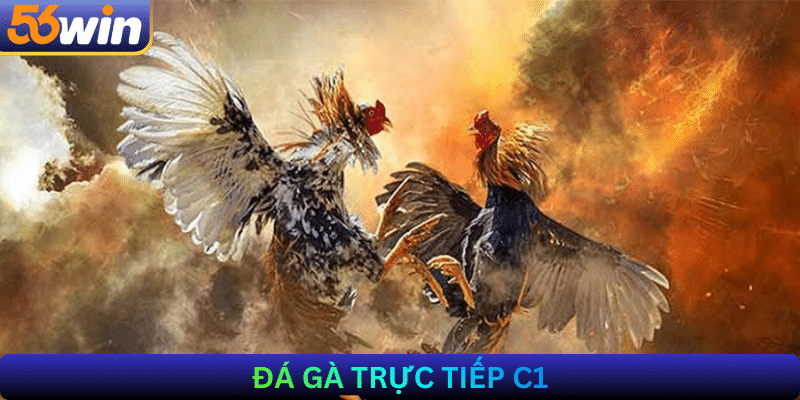 Đá gà trực tiếp C1
