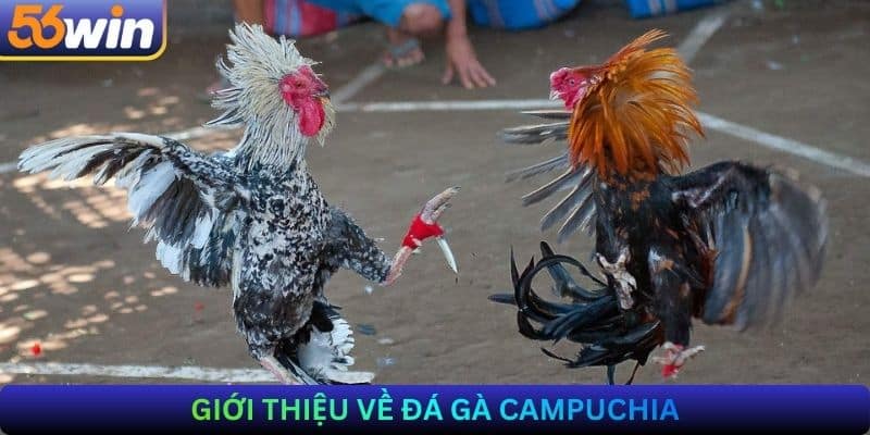 Giới thiệu về Đá gà Campuchia