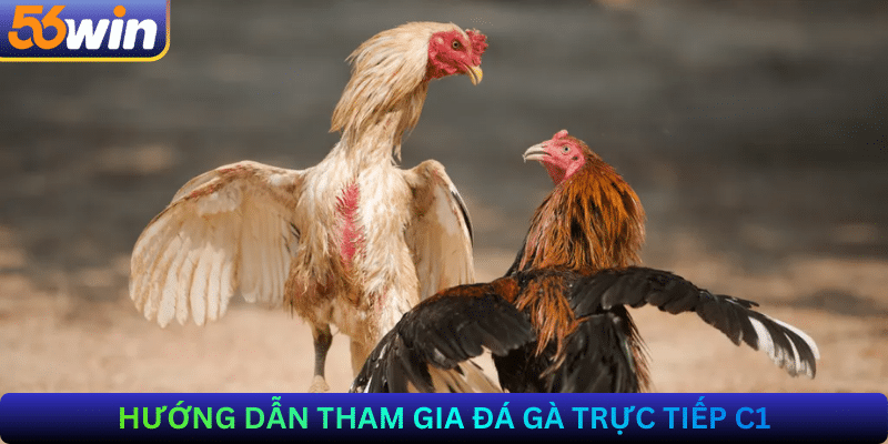 Hướng dẫn tham gia đá gà trực tiếp C1