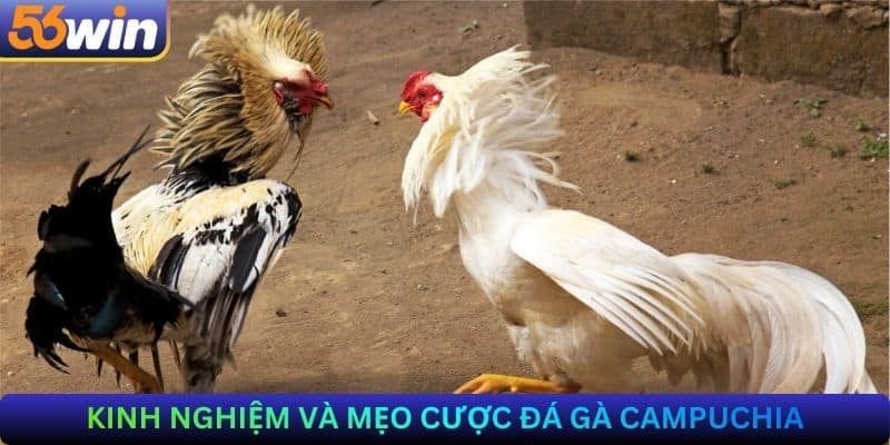 Kinh nghiệm và mẹo cược Đá gà Campuchia