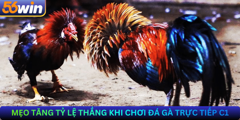 Mẹo tăng tỷ lệ thắng khi chơi đá gà trực tiếp C1